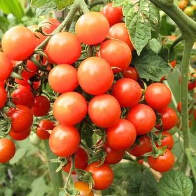 LPR TOMATOO ,TAMATAR Seed(100 per packet)