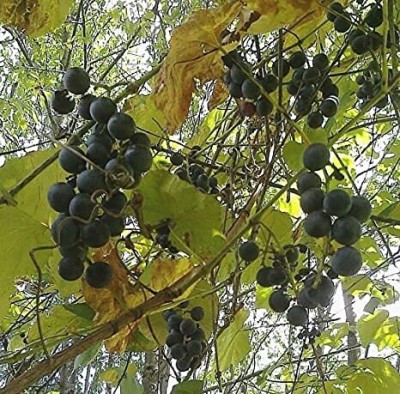 Aywal Grapes Fruit, Black Grapes Seed(130 per packet)