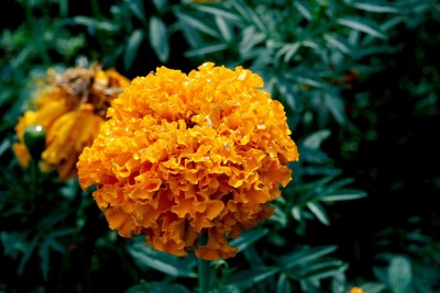 Quentova French गेंदे का फूल / Marigold Seeds for Planting Orange-XLI-8E Seed(150 per packet)