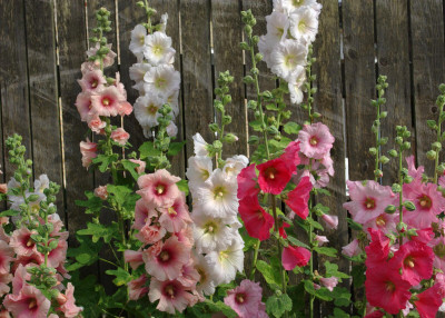 the green dotcom Hollyhock Tall Flower Seeds For Garden Seed(62 per packet)