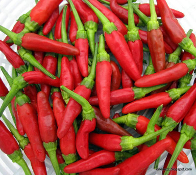 DIVINE CHILLI , PEPPER Seed(250 per packet)