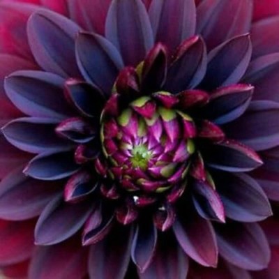 Qualtivate XLR-37 Black Ruby Beauty Dahlia Flower Seeds Exotic Fresh Seeds Seed(50 per packet)