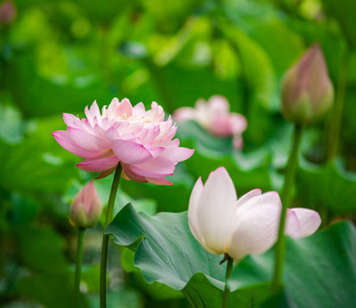 ASTRO HUB lotus,kamal gatta Seed(10 per packet)