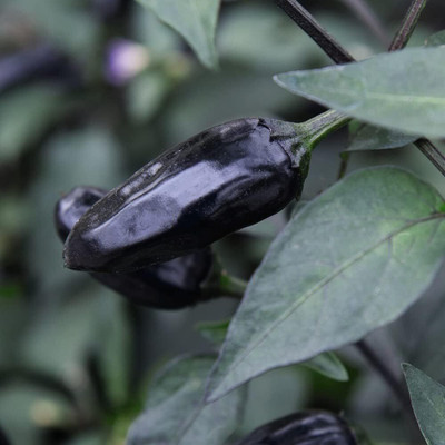 KNESSiN Non GMO Black Hungarian Chilli Seeds for Terrace Gardening-(2400 Seeds) Seed(2400 per packet)