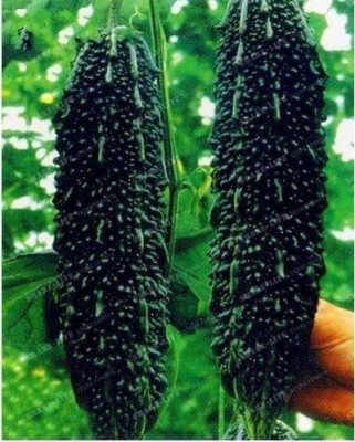 CYBEXIS TLX-92 - Black Bitter Gourd Melon - (900 Seeds) Seed(900 per packet)
