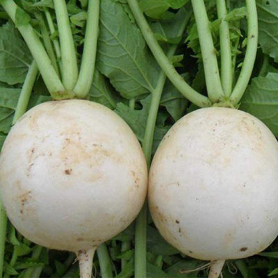 CYBEXIS White Cherry Radish Seeds 600 Seeds Seed(600 per packet)