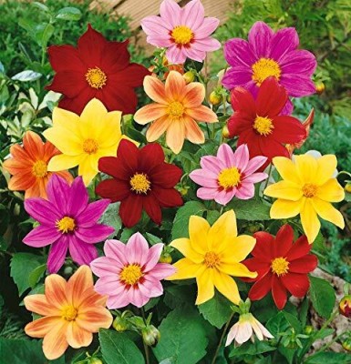 Aywal Dahlia Ball Pompon Mix Annual Flowers for Planting Seed(40 per packet)