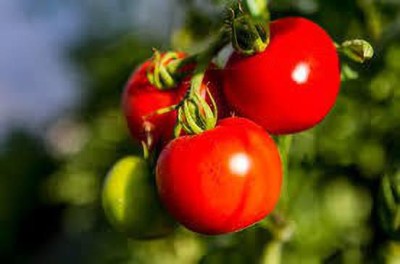 oiver tomato seed Seed(23 per packet)