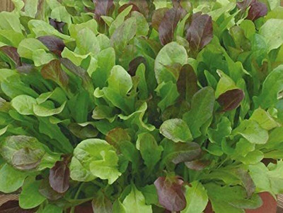 CYBEXIS Seeds of Vegetable Lettuce Leaves Mixed1000 Seeds Seed(1000 per packet)