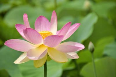 usdeepar retrail lotus,kamal gatta Seed(11 per packet)