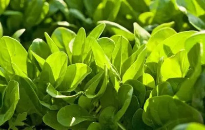 Aro Spinach, Palak Seed(260 per packet)