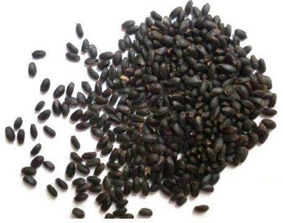 WILLVINE Krishna Tulsi Beej/Tulsi Bij/Basil Seed/Ocimum Sanctum / तुलसी बीज-[2000 Seeds] Seed(2000 per packet)