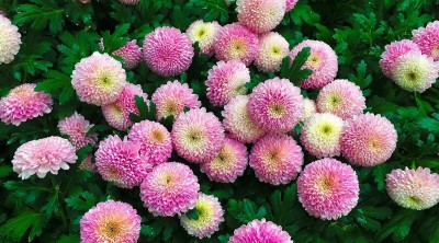 Quentova Chrysanthemum (Pompon)-5N-RJ Seed(50 per packet)