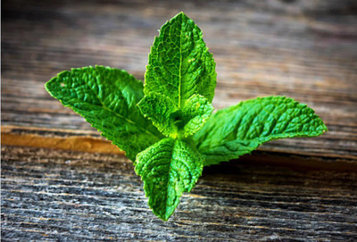 FOURGANIC Heirloom Peppermint Herb Seed(1000 per packet)