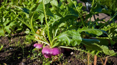 Aywal Turnip / Salgam Seed(200 per packet)