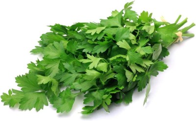 VibeX XL-80 - Giant Italian Parsley - (750 Seeds) Seed(750 per packet)