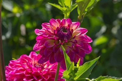 Qualtivate VXI-33 Dahlia Seeds Compound Petals Multi-Color Mixed Seed(50 per packet)