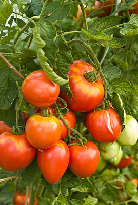 KLARKEE tomato Seed(110 per packet)