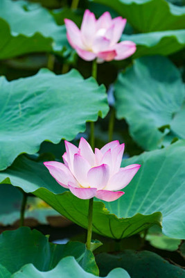 ibainsd lotus,kamal seeds Seed(13 per packet)