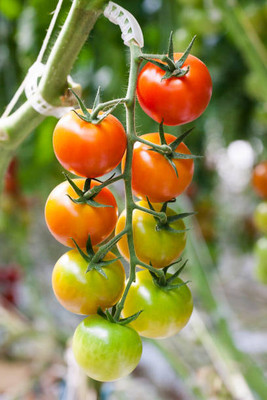 GOROOT tomato Seed(145 per packet)