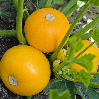 CYBEXIS Yellow Zucchini Seeds Annual Heirloom Seed-50 Seeds Seed(50 per packet)