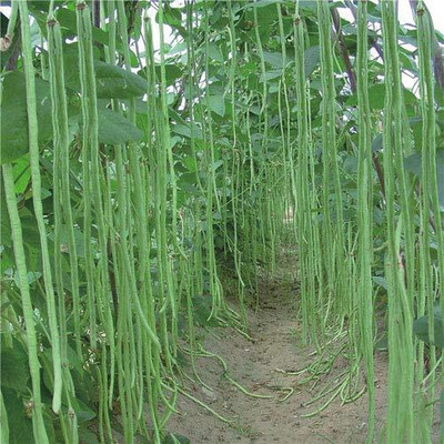 GREENSEA Yard Long Bean, Barbati, Long Bean Seed(66 per packet)