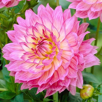 LPR DAHLIA Seed(50 per packet)