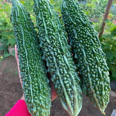 Cloud Farm ™ bitter gourd seeds, karela seeds hybrid for planting Seed(23 per packet)