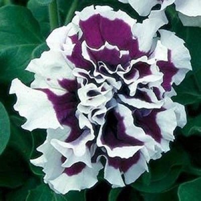 CYBEXIS Petunia F1 Pirouette Purple/White Seed(50 per packet)