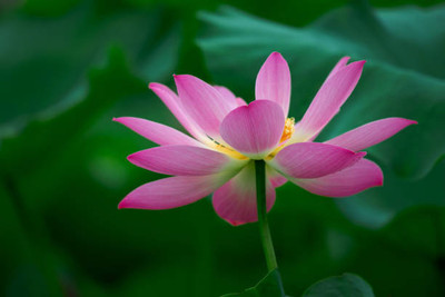 saheli lotus,kamal gatta Seed(15 per packet)