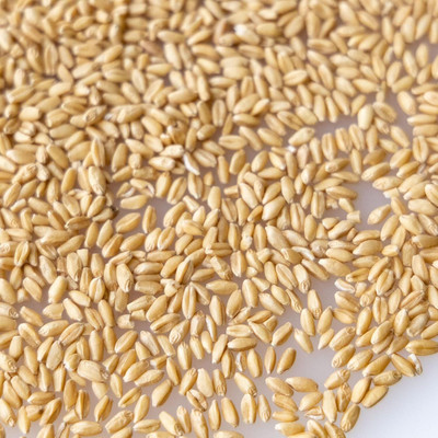 Biosnyg High Yield Hard White Wheatgrass Seeds For Indoor Sprouting-(20000 Seeds) Seed(20000 per packet)