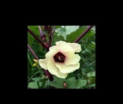 Qualtivate PUAS-4A Red Burgundy Okra Seeds Seed(350 per packet)