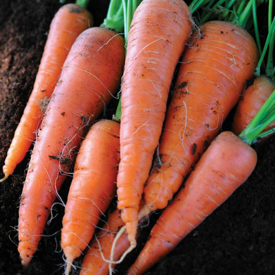 DROXTY CARROT Seed(500 per packet)