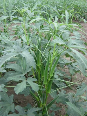 CRGO OKRA , BHINDI Seed(100 per packet)