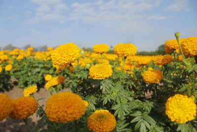 VENUS ONLINE marigold/gende ka phool flower seeds Seed(50 per packet)