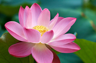 everlite lotus,kamal gatta Seed(10 per packet)