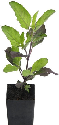 SUNWAN Holy Tulsi Basil 'Krishna' (Ocimum sanctum) Seed(100 per packet)