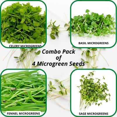 CYBEXIS 4 Microgreen| CELERY, BASIL, FENNEL & SAGE Seed(10 g)