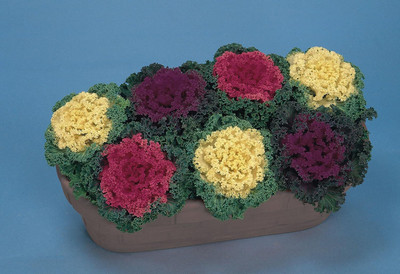 WILLVINE SCI -VIII Flowering Kale Mix (Ornamental Cabbage) [50g] Seed(15000 per packet)