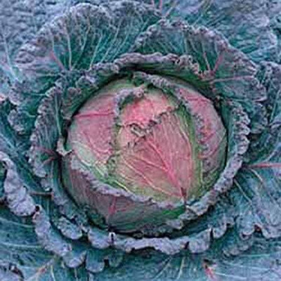 WILLVINE VMR -XIII Savoy Cabbage Seeds, di Verona [2.5g] Seed(750 per packet)