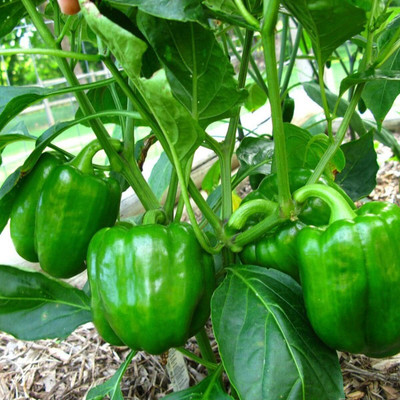 LPR CAPCICUM SEEDS, SHIMLA MIRCH Seed(50 per packet)