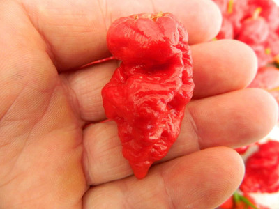Biosnyg Heirloom Frankenstein BBG Chilli Seeds for Terrace Gardening-(4000 Seeds) Seed(4000 per packet)
