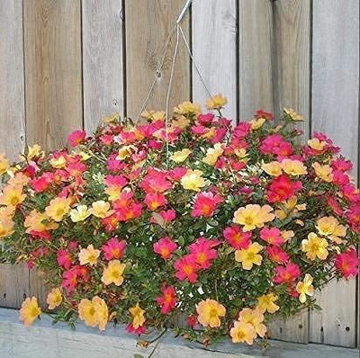 KANAYA 11'o Clock Flower Seed(48 per packet)
