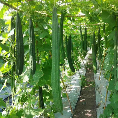 CYBEXIS Ridge Gourd Luffa Gourd Seeds 800 Seeds Seed(800 per packet)
