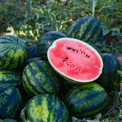 Biosnyg Fast Growing Crimson Sweet Watermelon Fruit Seeds for Garden-(500 Seeds) Seed(500 per packet)