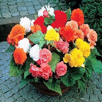 CYBEXIS PUAS-26 - Begonia Large-Flowered Mix - Organic - (30 Seeds) Seed(30 per packet)