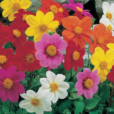 Aywal Dahlia Mixed Seeds Cactus Dwarf Rare Flower Seed(90 per packet)