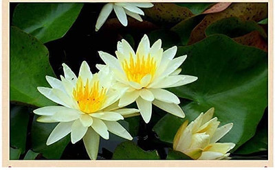 Qualtivate RES-6A Ornamental Mixed Pink & Red Lotus Flower Seed(25 per packet)