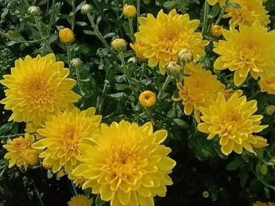 XOLDA Chrysanthemum flower Seed(24 per packet)