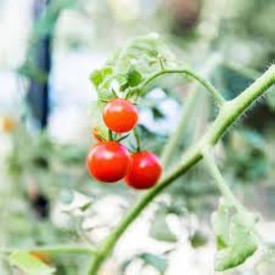 ibains Tomato vegetable hybrid fress seeds Seed(240 per packet)